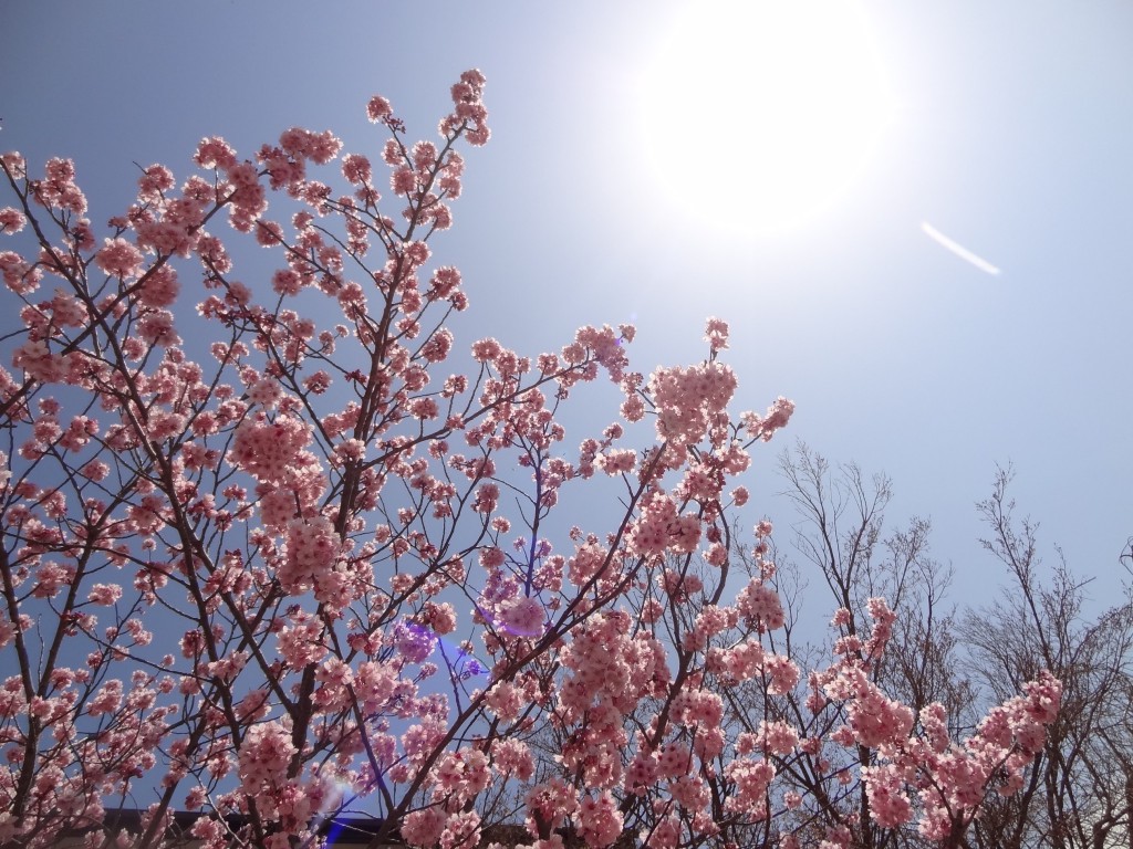 自宅の駐車場に咲いている桜（1）