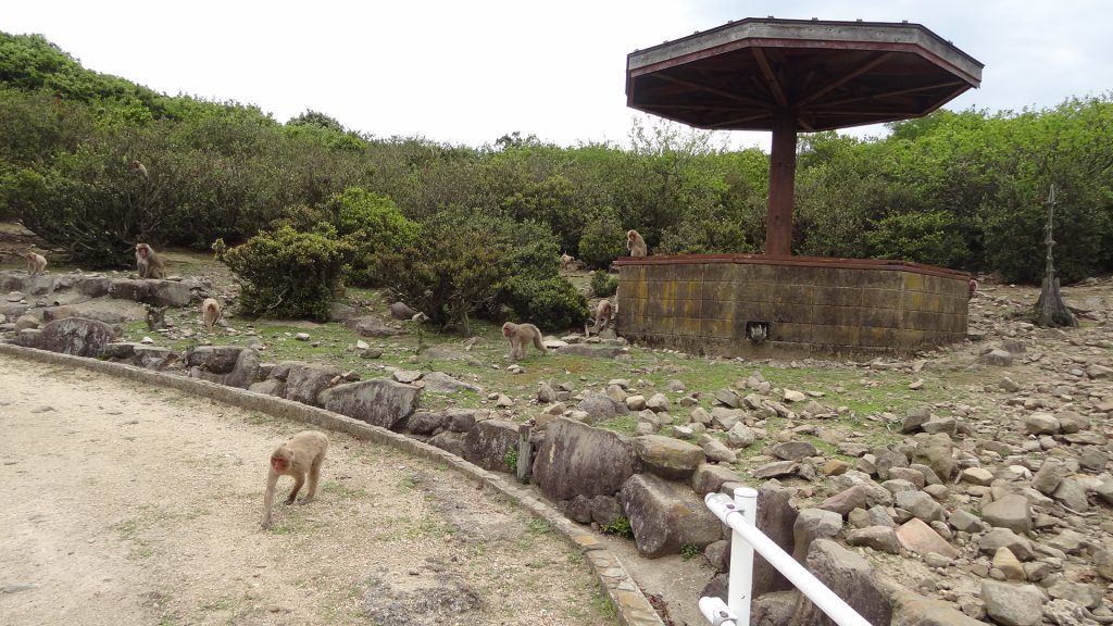 小豆島銚子渓　自然動物園　お猿の国（4）