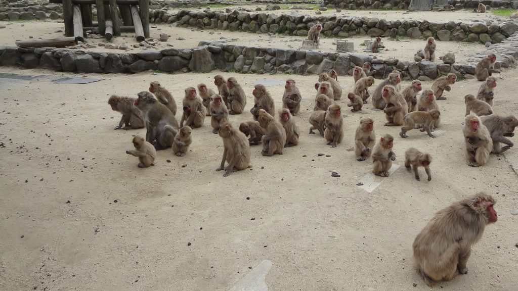 小豆島銚子渓　自然動物園　お猿の国（6）